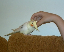 Kelkuþ