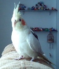 Kelkuþ