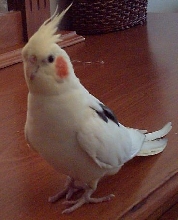 Kelkuþ 2
