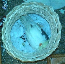 Kelkush on her egg