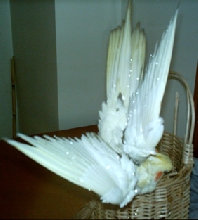 Kelkush is having bath