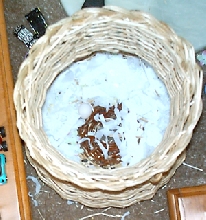 Kelkush laid egg!!!