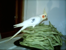 Kelkush