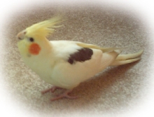 Kelkush