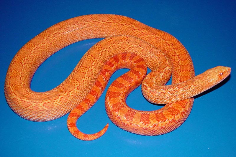 Albino Crumbly Red Bull