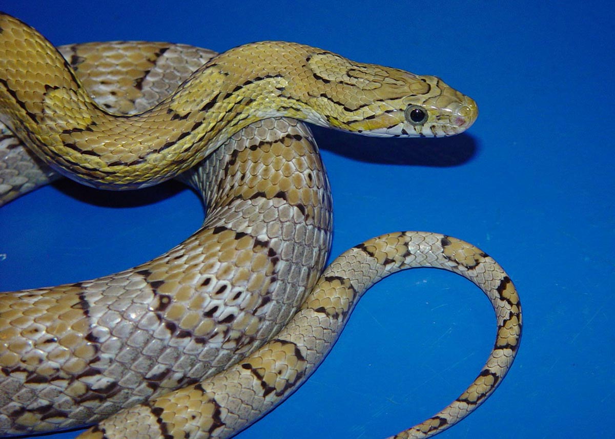 Golden Okeetee ? What is youâ€™re opinion?