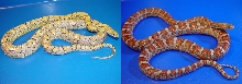 Corn Snake Morphs Comparison