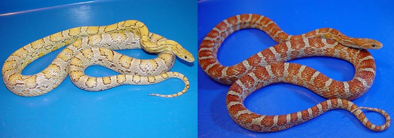 Corn Snake Morphs Comparison