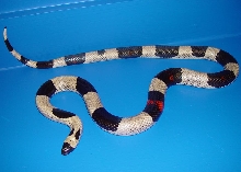 Oreo Pueblan