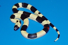 white pueblan offspring1