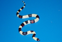 white pueblan offspring 4