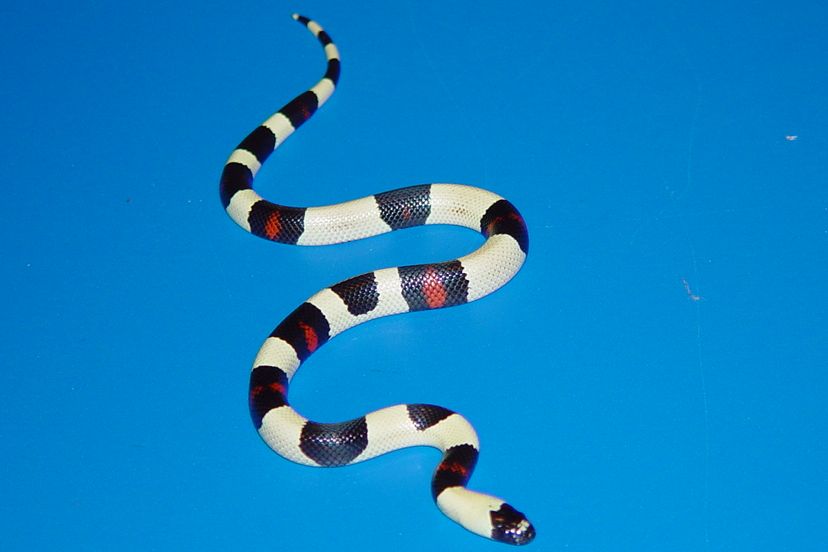 white pueblan offspring 4
