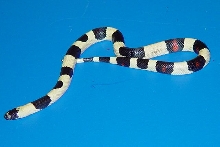 white pueblan offspring 2