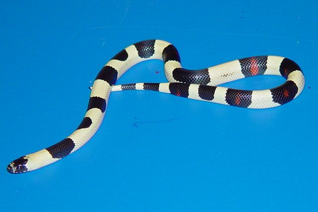 white pueblan offspring 2