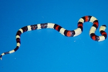 white pueblan offspring3