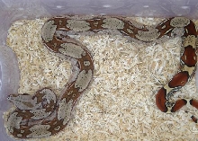 nice male suri 1
