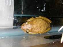 sick frog