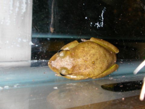 sick frog