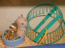 Hammy 4 weeks