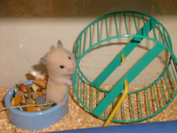 Hammy 4 weeks