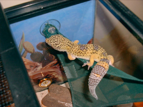 How DID I get up here