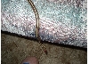 W/C CA Red-Sided Garter