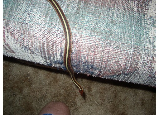 W/C CA Red-Sided Garter