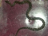 Butler's Garter