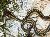 My CA Red-Sided Garter Snake