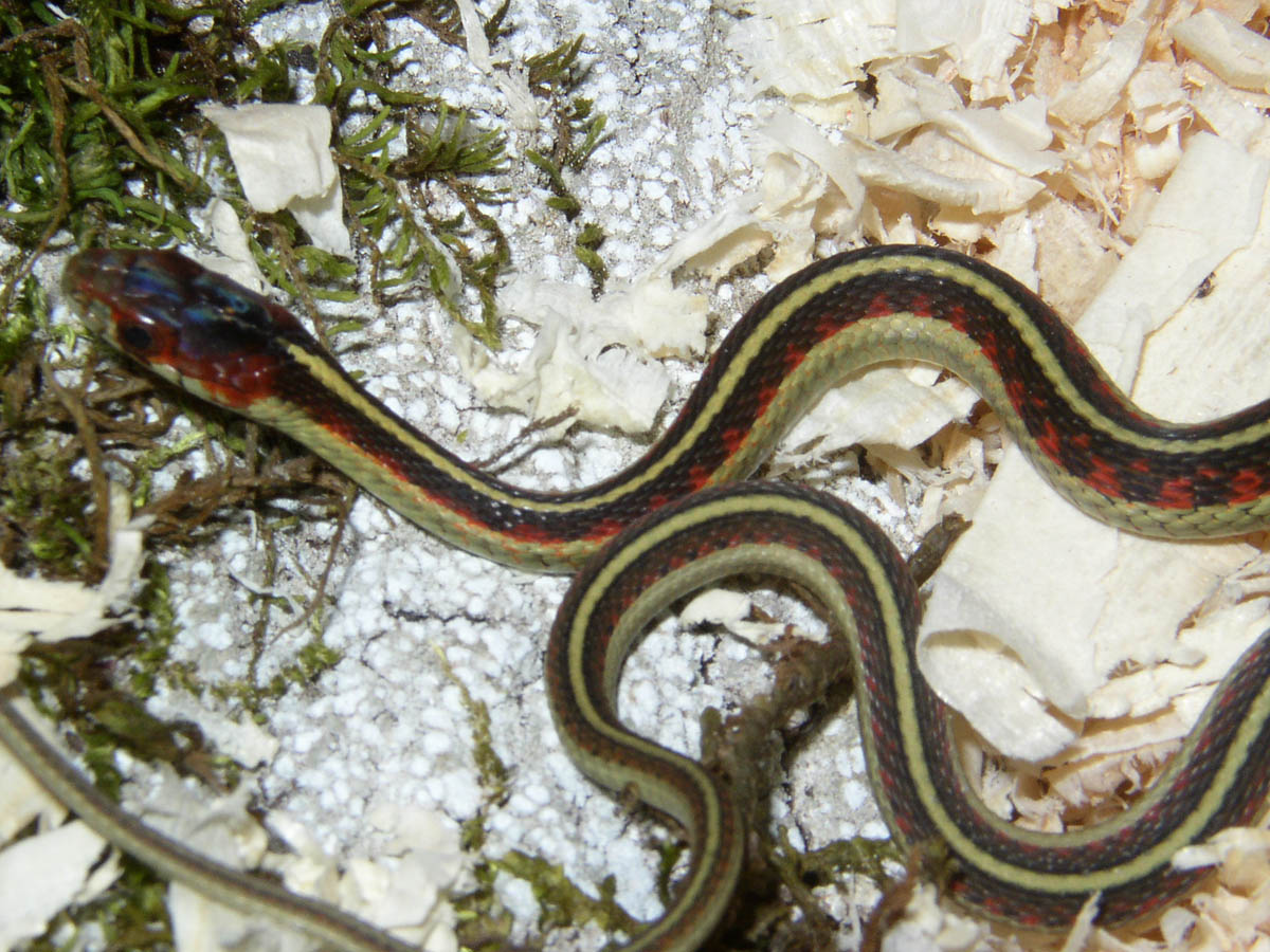 My CA Red-Sided Garter Snake