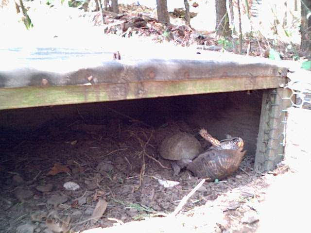 Boxies Mating!
