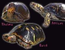 My turtles, and tortoise...