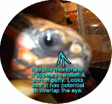 Redfoot's eye membrane.
