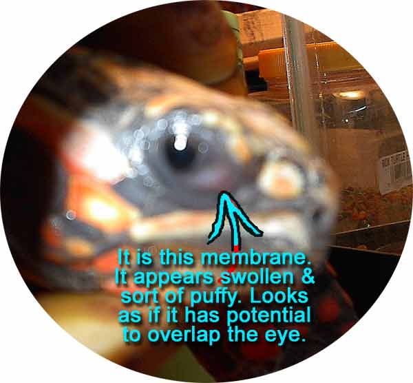 Redfoot's eye membrane.