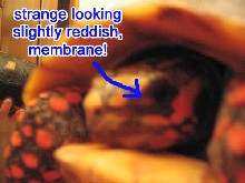 redfoot's eye