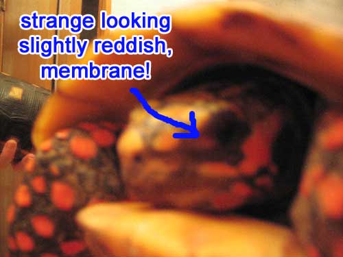 redfoot's eye