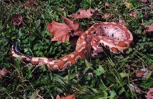 Daphne in the grass