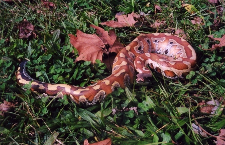 Daphne in the grass