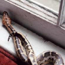 Diminished in a window