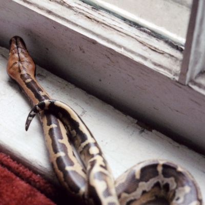 Diminished in a window