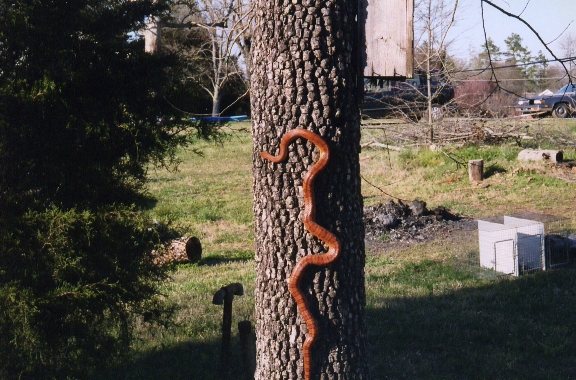 Ozzy climbing