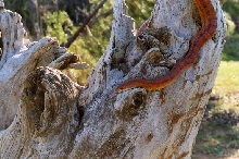 Ozzy dead log