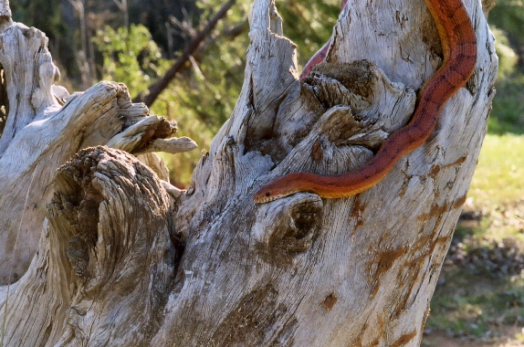 Ozzy dead log