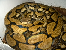 female tiger