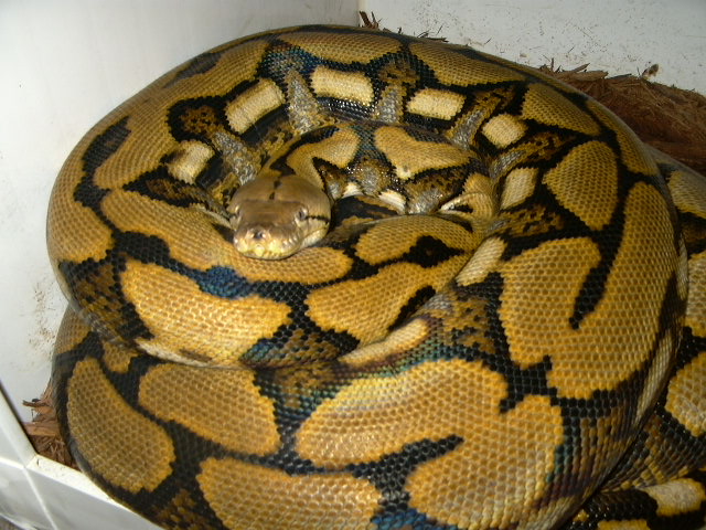 female tiger