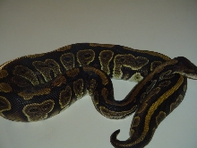 Black Pastel 001M