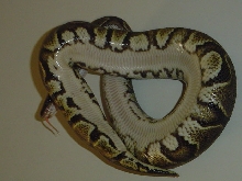 Black Pastel Belly