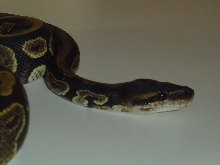 Black Pastel Head Blushing