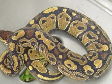 Fire ball look alike