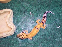 ParisTheGecko